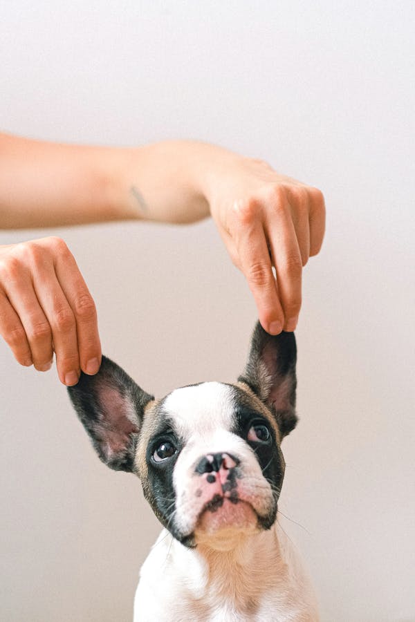 Happy French Bulldog