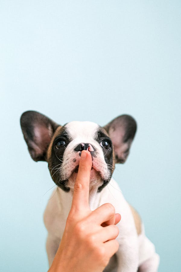 French Bulldog with supplements
